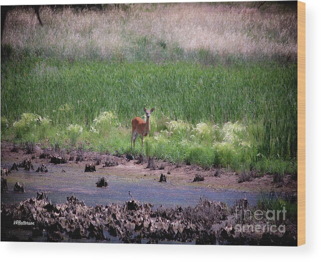 Deer Wood Print featuring the photograph Rocky Mountain Arsenal National Wildlife Refuge by Veronica Batterson