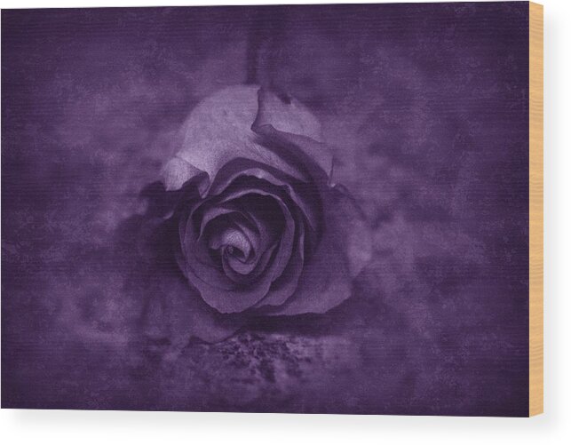 Purple Wood Print featuring the photograph Rose - Purple by Angie Tirado