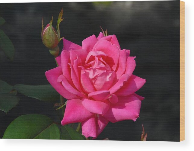 Rose Wood Print featuring the photograph Flowers 712 by Joyce StJames
