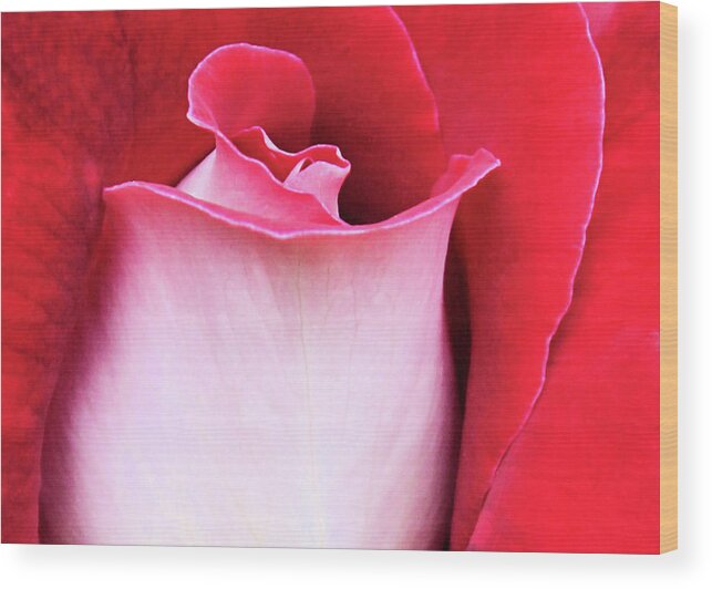 Rose Wood Print featuring the photograph Rose Petals by Kristin Elmquist