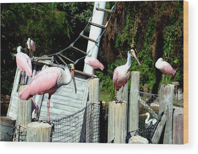 Ft. Worth Wood Print featuring the photograph Roseate Spoonbill by Kenny Glover
