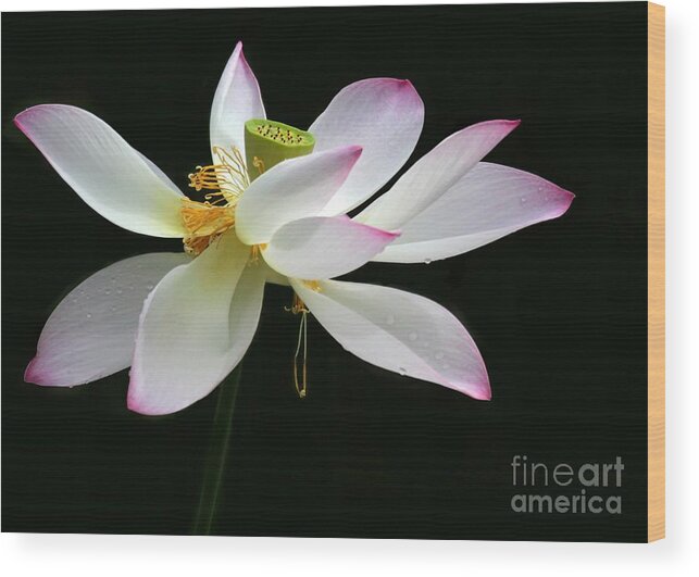 Flower Wood Print featuring the photograph Royal Lotus by Sabrina L Ryan