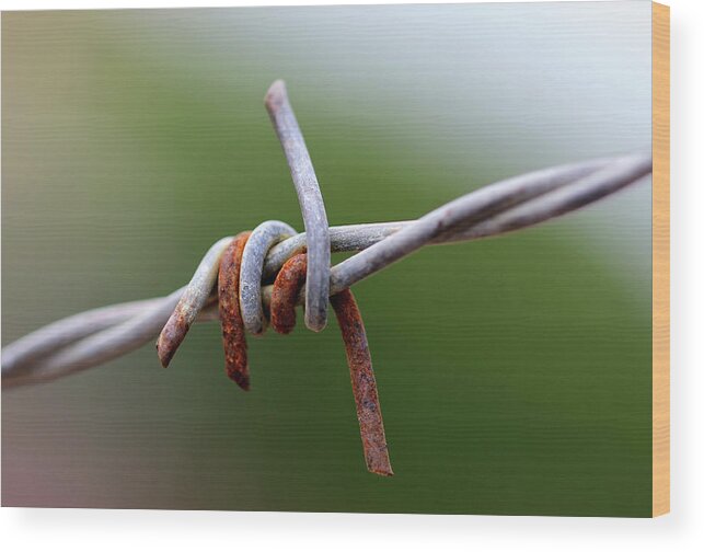 Minimal Wood Print featuring the photograph Rusted Barb Wire by Prakash Ghai