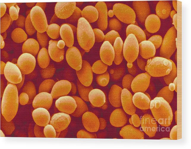 Saccharomyces Cerevisiae Yeast Wood Print featuring the photograph Saccharomyces Cerevisiae Yeast by Scimat