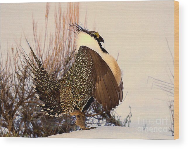 Bird Wood Print featuring the photograph Sage Grouse Display by Dennis Hammer