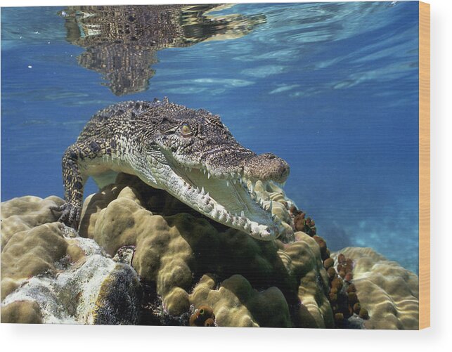 Mp Wood Print featuring the photograph Saltwater Crocodile Smile by Mike Parry