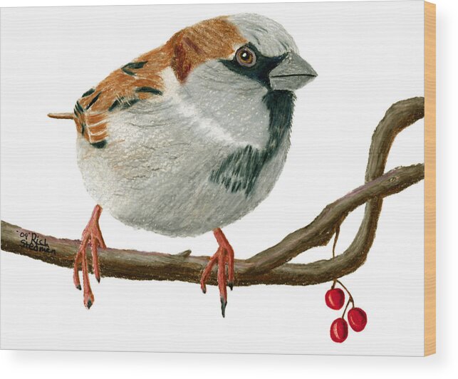 Sparrow Wood Print featuring the drawing Sammy Sparrow by Richard Stedman