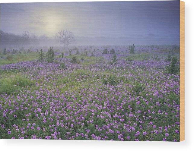 00170957 Wood Print featuring the photograph Sand Verbena Flower Field At Sunrise by Tim Fitzharris