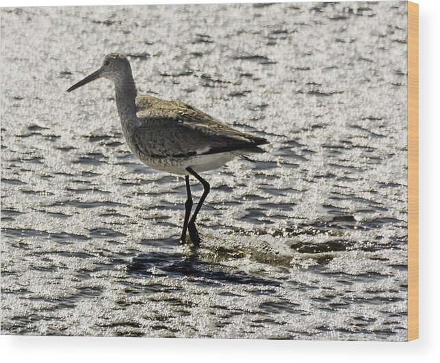 Original Wood Print featuring the photograph Sandpiper by WAZgriffin Digital