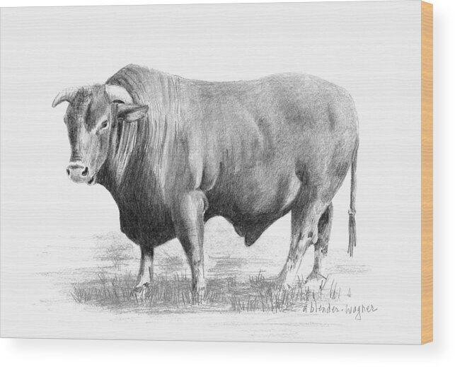  Bull Wood Print featuring the drawing Santa Gertrudis Bull by Arline Wagner