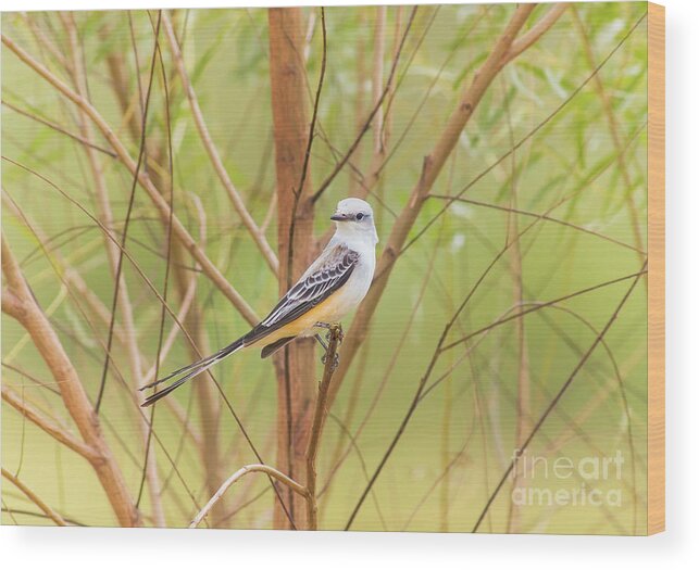 Animal Wood Print featuring the photograph Scissortail In Scrub by Robert Frederick