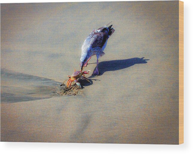 Bonnie Follett Wood Print featuring the photograph Seagull Lunch by Bonnie Follett