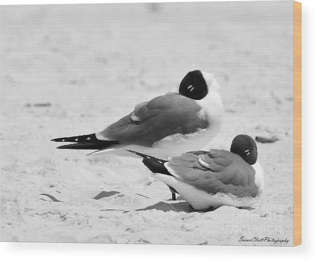 Beach Wood Print featuring the photograph Seagull Nap Time by Susan Cliett