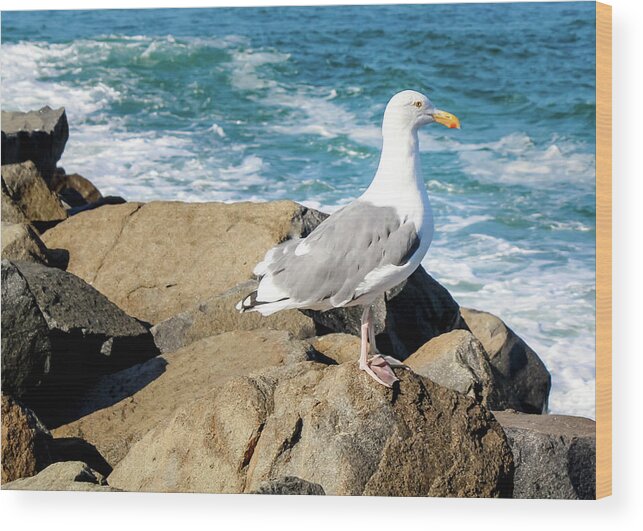 Seagull Wood Print featuring the photograph Seagull on Jetty by Alison Frank