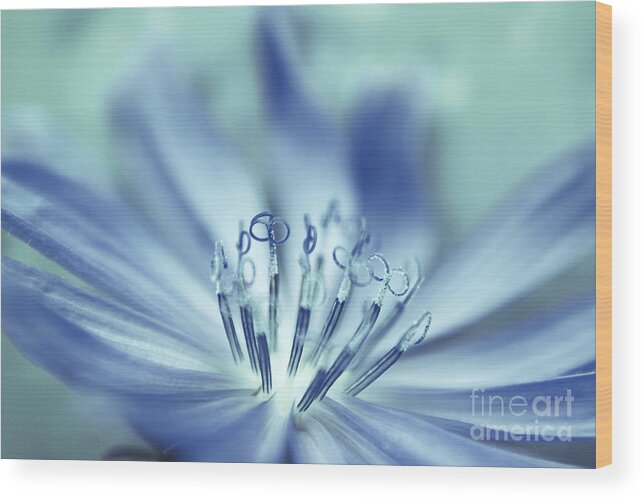 Flower Wood Print featuring the photograph Senses by Aimelle Ml