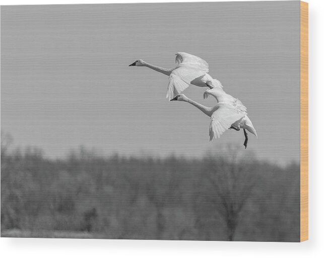 Tundra Swans (cygnus Columbianus) Wood Print featuring the photograph Setting Down 20176-1 by Thomas Young