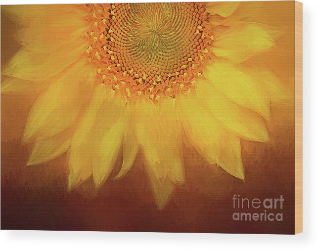 Setting Sunflower Wood Print featuring the photograph Setting Sun by Darren Fisher