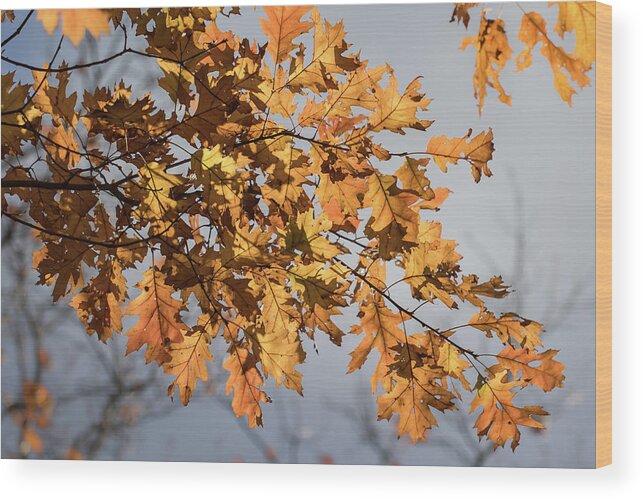 Leaves Wood Print featuring the photograph Shadow and Light - by Julie Weber