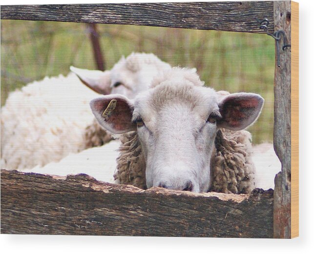 Sheep Wood Print featuring the photograph Sheep Friends by Sandra Church