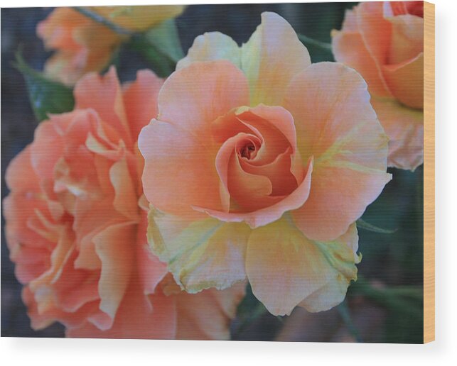 Sherbert Wood Print featuring the photograph Sherbert Rose by Marna Edwards Flavell