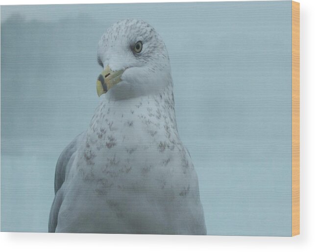 Birds Wood Print featuring the photograph She's Over There by Charles HALL