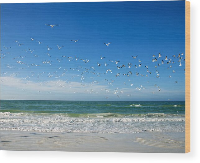 Florida Wood Print featuring the photograph Siesta Key by Gouzel -