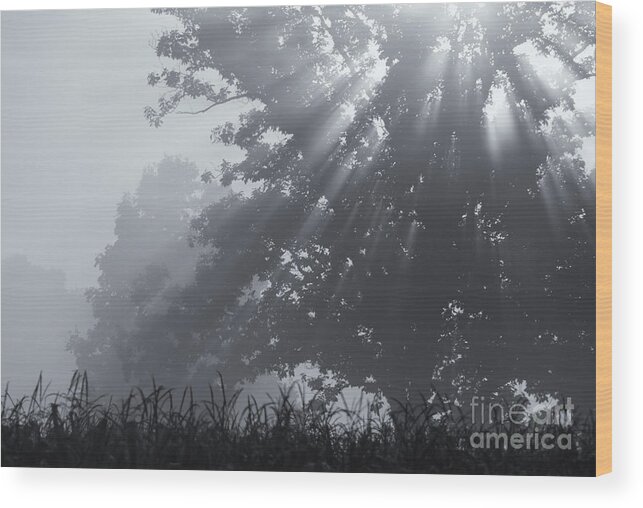 Silent Blessings Wood Print featuring the photograph Silent Blessings by Rachel Cohen