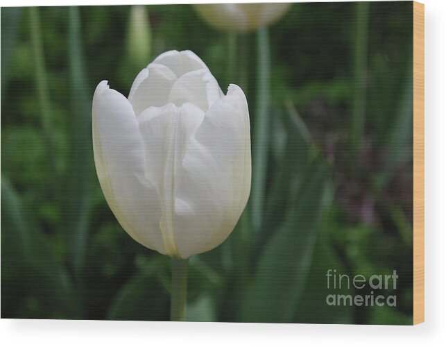 Tulip Wood Print featuring the photograph Single Plain White Blooming Tulip Flower Blossom by DejaVu Designs