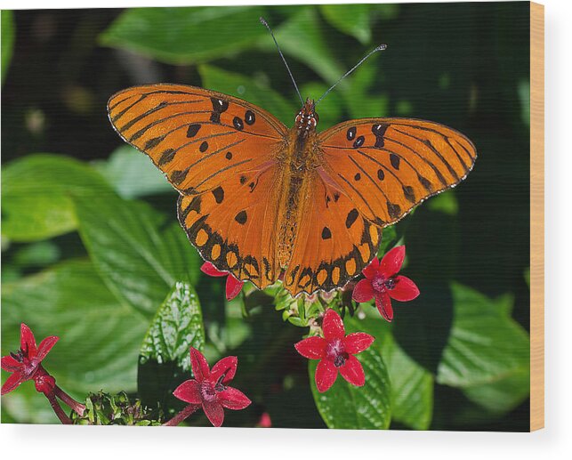 Wildlife Wood Print featuring the photograph Sipping Gulf Fritillary by Kenneth Albin