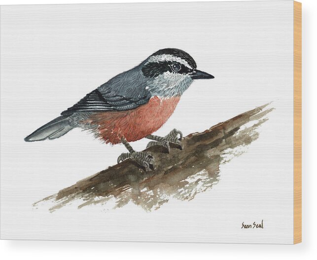 Bird Wood Print featuring the painting Sitta canadensis by Sean Seal