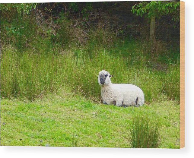 Ireland Wood Print featuring the photograph Sitting sheep by Sue Morris