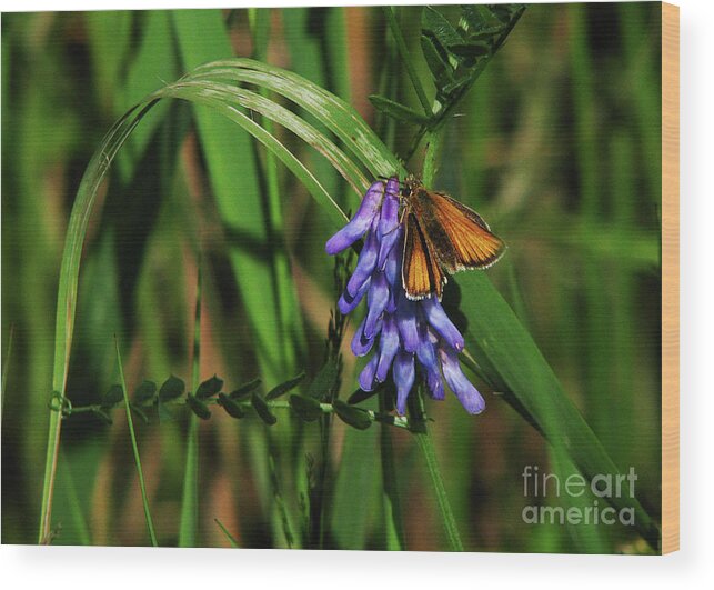 Butterfly Wood Print featuring the photograph Skipper Butterfly by Deborah Johnson
