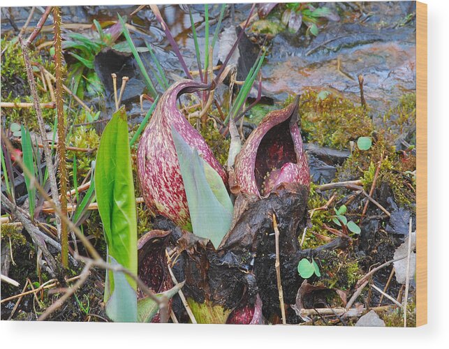 Skunk Cabbage Wood Print featuring the photograph Skunk Cabbage 2801 by Michael Peychich