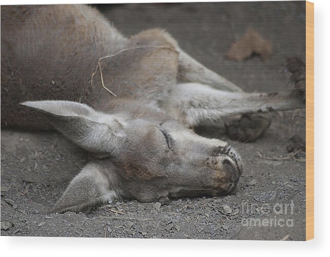 Kangaroo Wood Print featuring the photograph Sleeping Joey 20120714_65a by Tina Hopkins