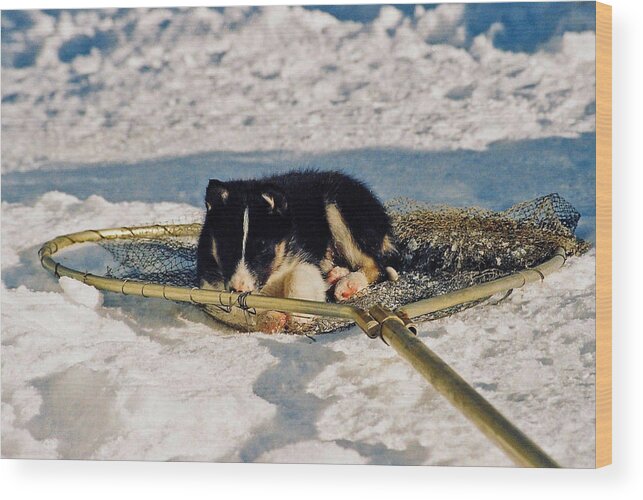 Alaska Wood Print featuring the photograph Sleeping Puppy by Juergen Weiss