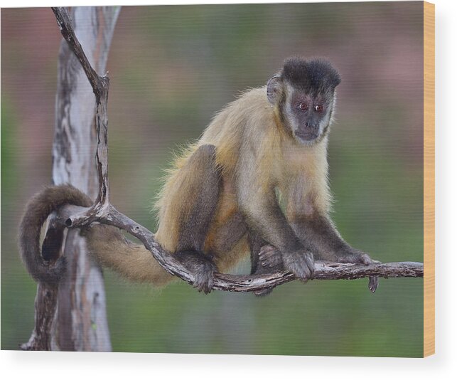 Tufted Capuchin Wood Print featuring the photograph Smarty Pants by Tony Beck