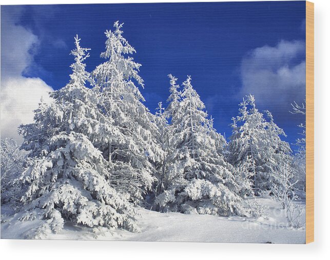 West Virginia Wood Print featuring the photograph Snow-covered pine trees by Thomas R Fletcher