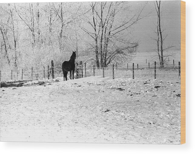 Horse Ward County North Dakota Wood Print featuring the photograph Snow Horse by William Kimble