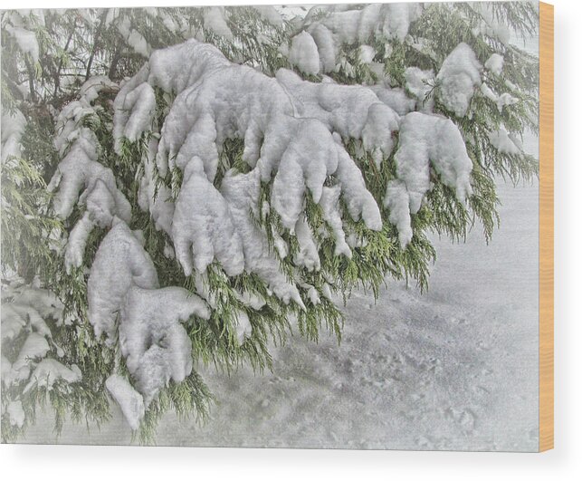 Victor Montgomery Wood Print featuring the photograph Snow On The Pine by Vic Montgomery