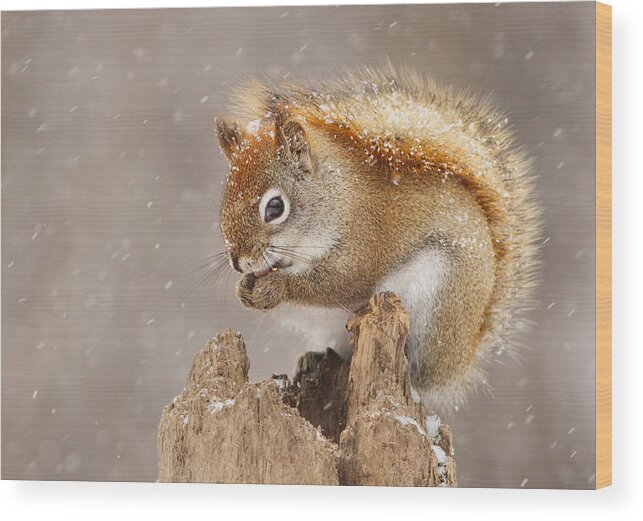 Nature Wood Print featuring the photograph Snow Storm by Mircea Costina