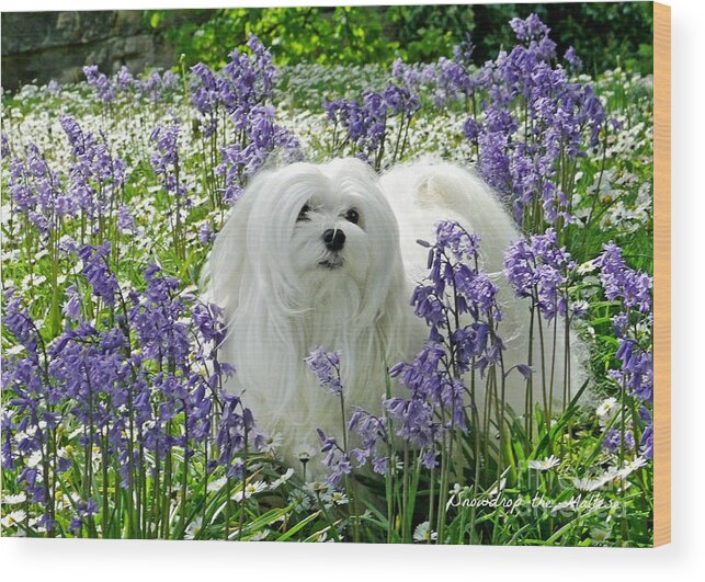 Maltese Dog Gifts Wood Print featuring the mixed media Snowdrop in the Bluebell Woods by Morag Bates