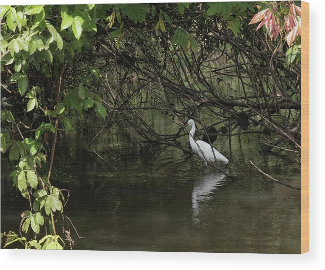 Egret Wood Print featuring the photograph Snowy Egret by Jessica Levant