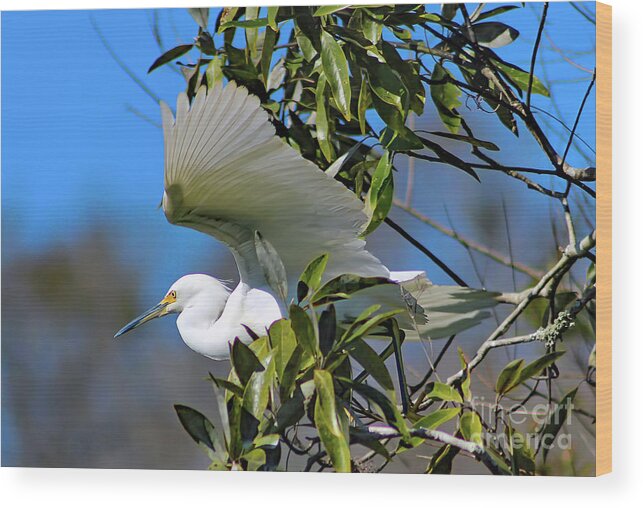 Nature Wood Print featuring the photograph Snowy Egret Taking Flight - Egretta Thula by DB Hayes