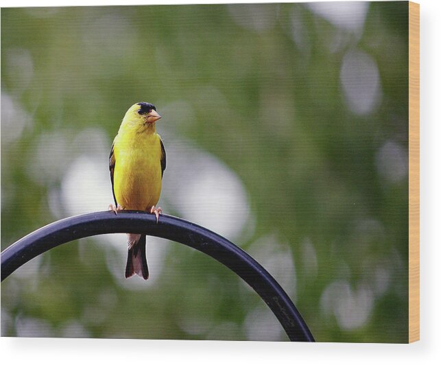 Finch Wood Print featuring the photograph So Goldfinch by Diane Lindon Coy