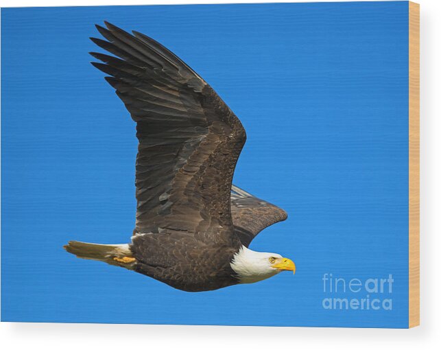 American Bald Eagle Wood Print featuring the photograph Soar by Michael Dawson