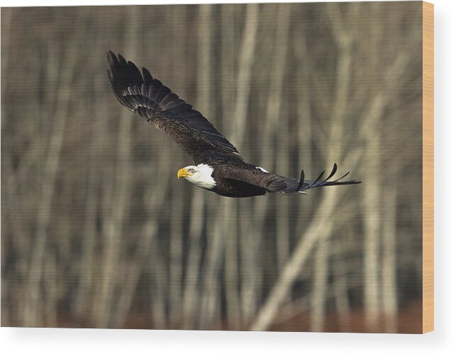 Eagle Wood Print featuring the photograph Soaring Glory by Shari Sommerfeld