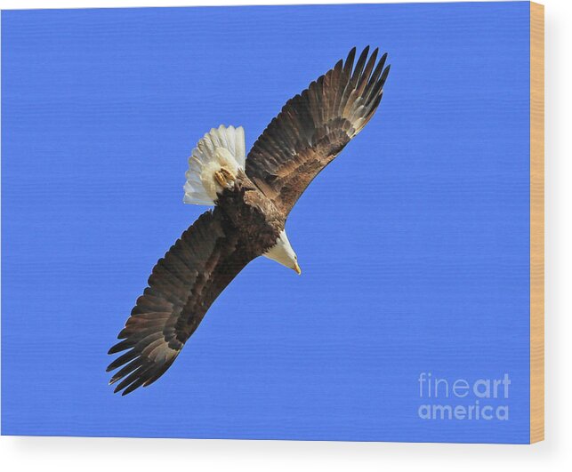 Blue Wood Print featuring the photograph Soaring into the Blue by Paula Guttilla