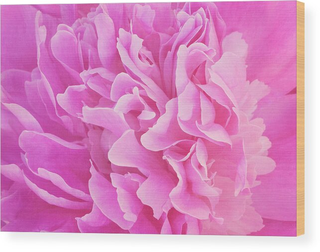 Peony Wood Print featuring the photograph Softness of Spring by Jill Love