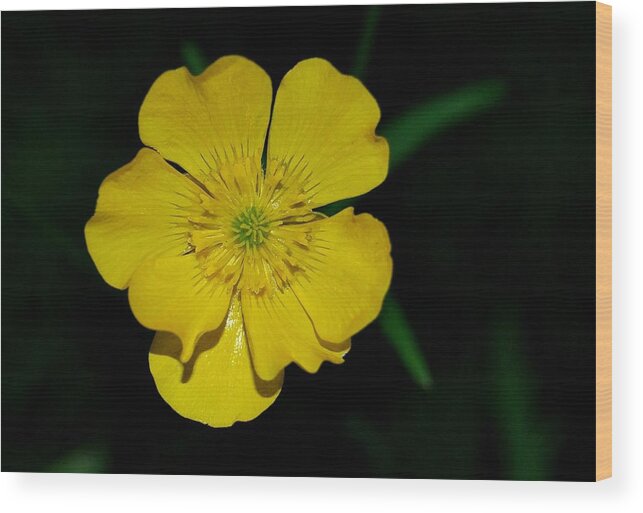 Soley Flower Wood Print featuring the photograph Soley by Marilynne Bull