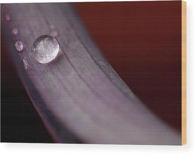 Minimalistic Photos Wood Print featuring the photograph Solo Water Droplet by Prakash Ghai